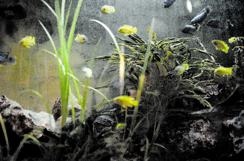 Fish in the Tank — project image