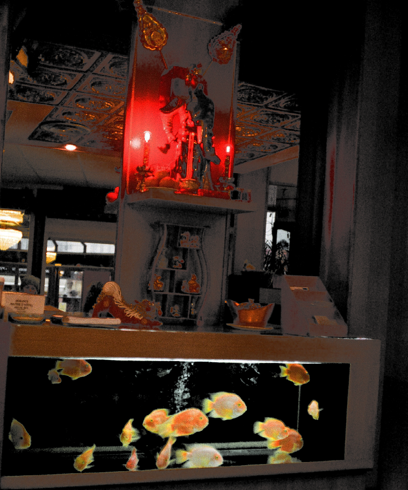 Fish in the Tank